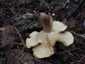 Bársonyos fapereszke (Tricholomopsis rutilans), Őrség